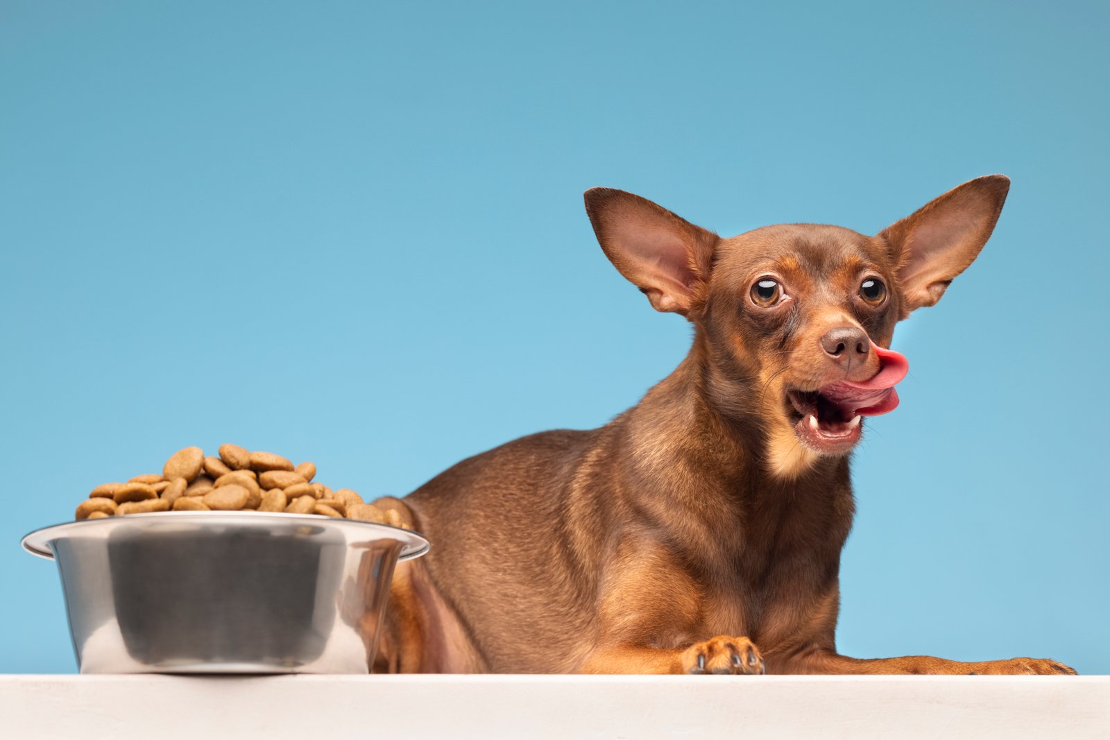 The Fundamentals of Pet Nutrition