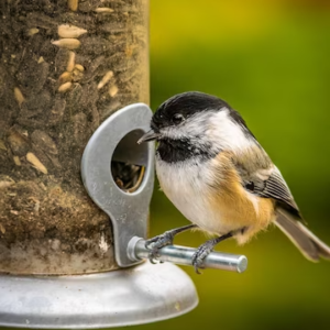 Bird Supplies