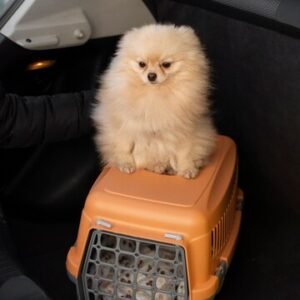 Pet Carriers