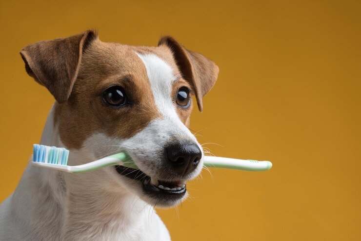 The Importance of Dental Hygiene for Pets